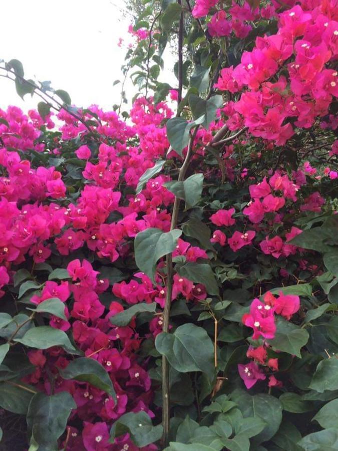 B & B Jasmine 산타 테레사 디 리바 외부 사진
